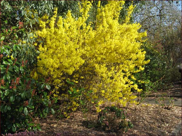 forsythia