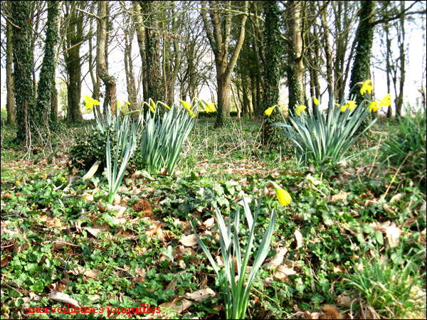 jonquilles