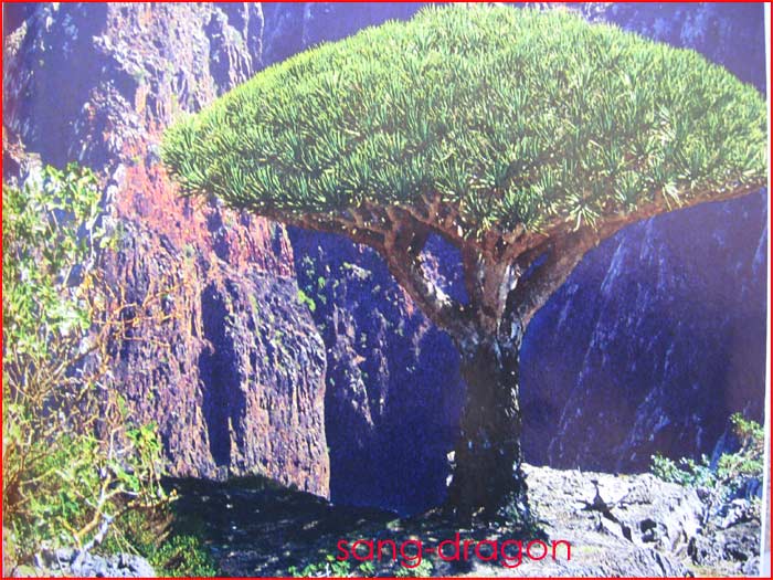 arbre  du Yemen 