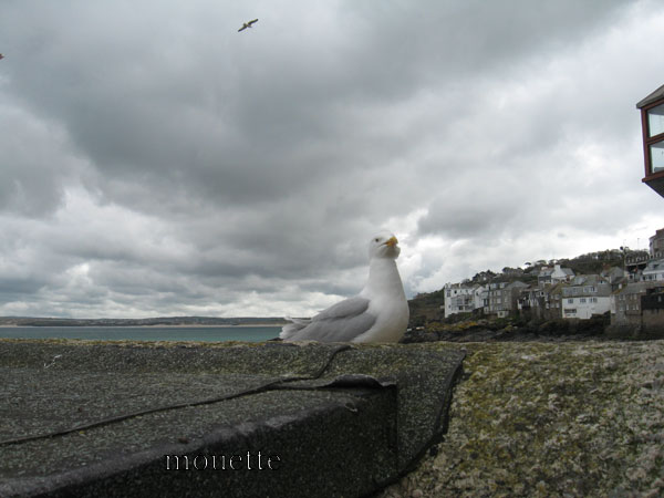 mouette