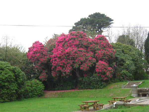 rhododendrons