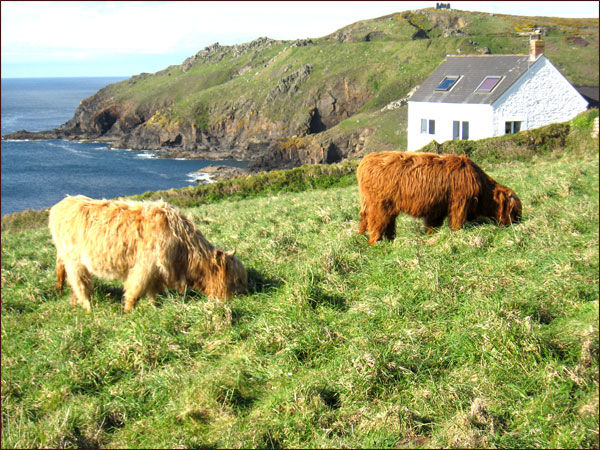 vaches Cornouaillaises