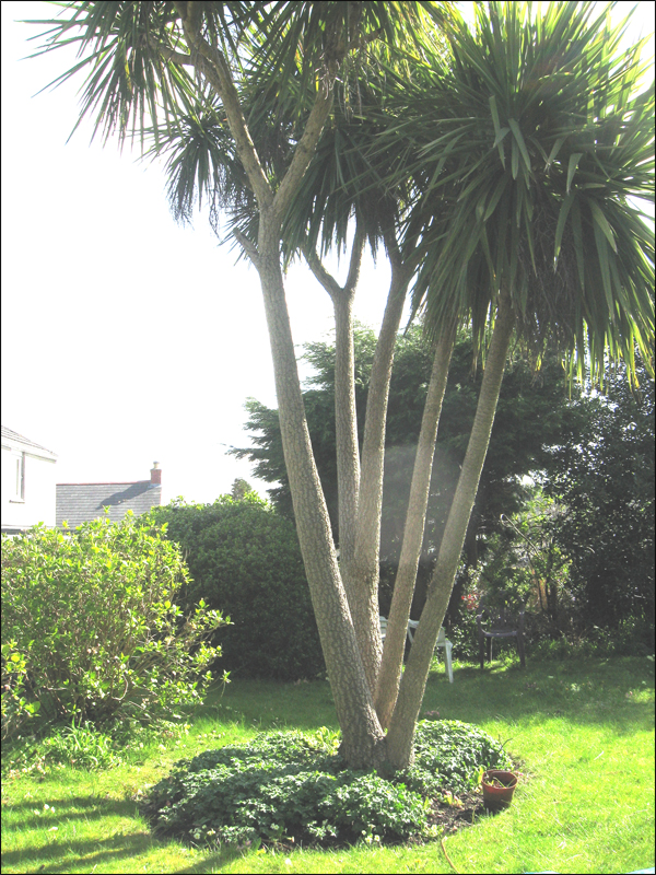 cordyline