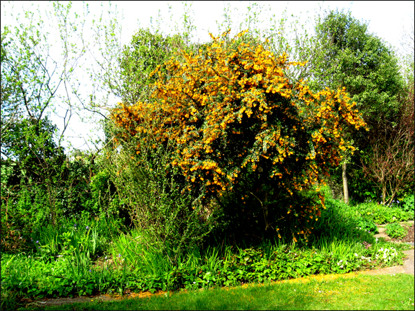 berberis en fleur