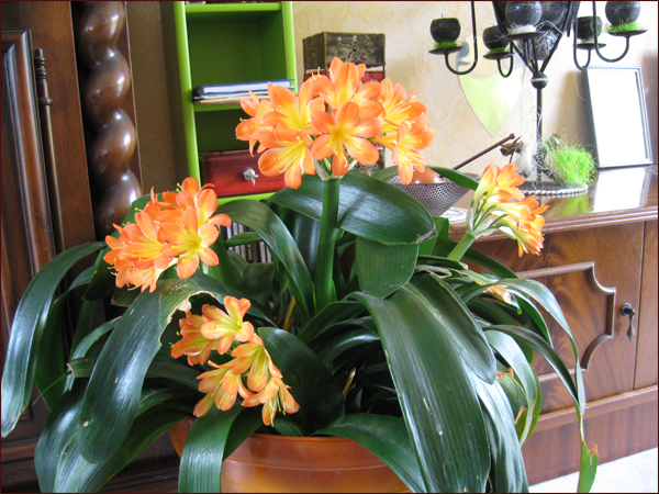 clivia