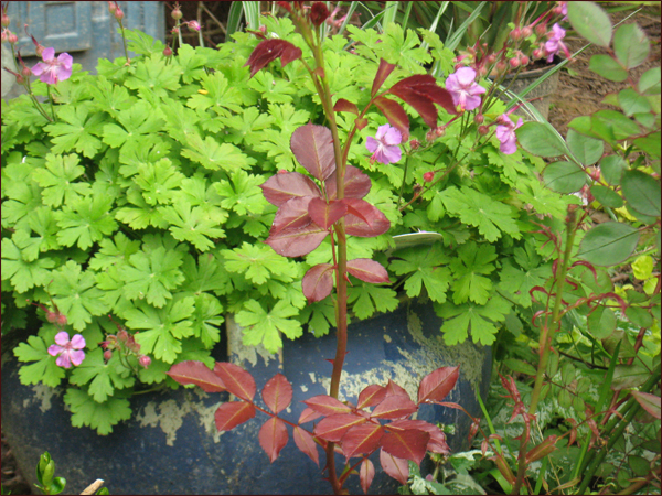 geranium macrorhisum