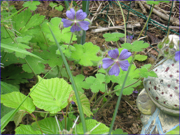 géranium renardii bleu