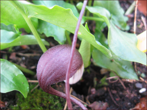 plante-souris