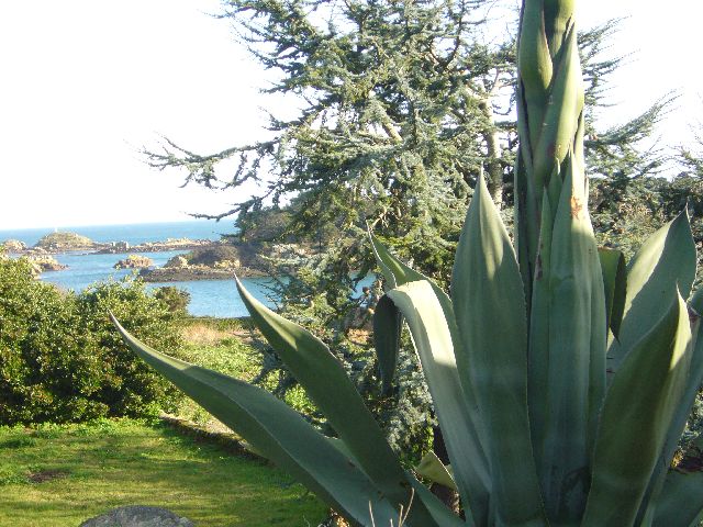 agaves