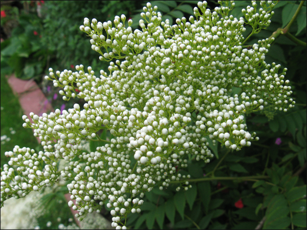 filipendula en boutons