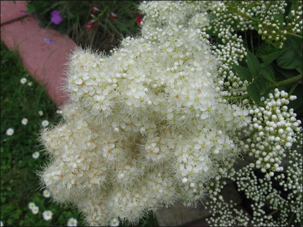 filipendula en fleur