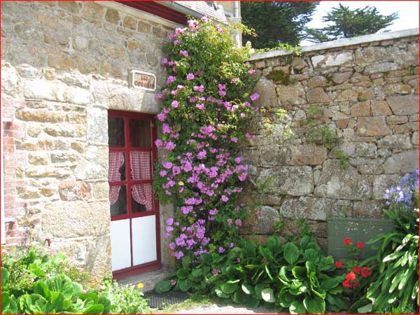 geraniums