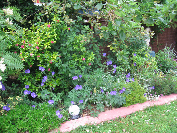 geraniums Johnson blue