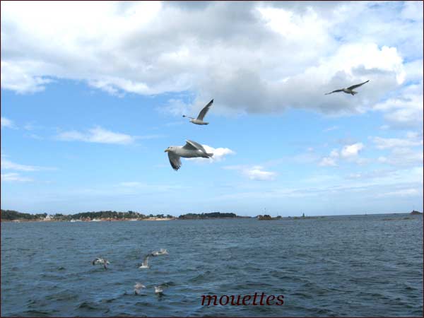 mouettes