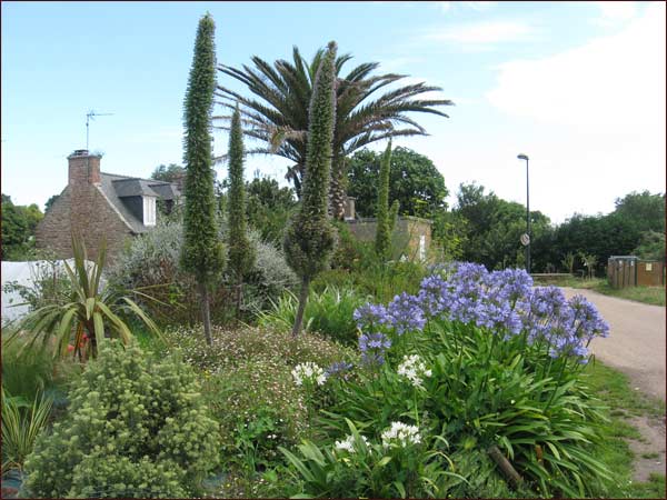 echiums ou vipérine