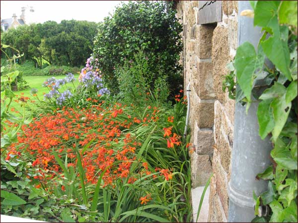 fleurs de Brehat