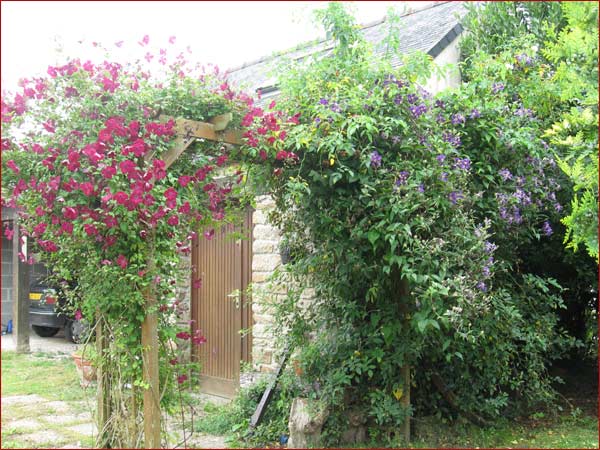 clematites pourpres et violettes