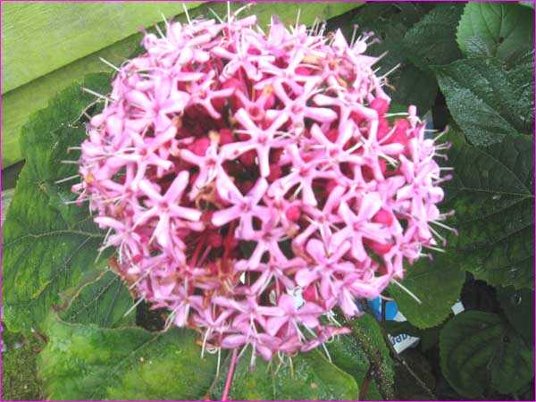fleurs-duclerodendron