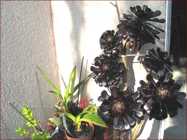 aeonium en pot