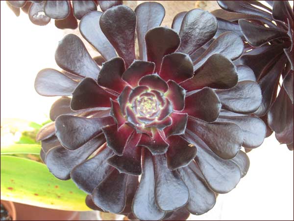 aeonium 