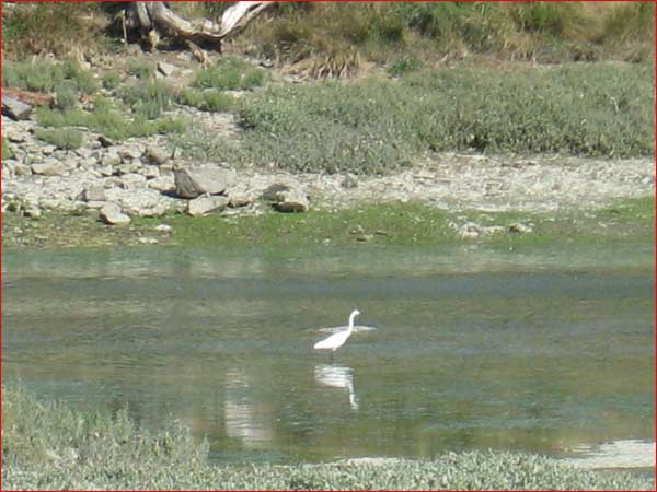 aigrette garzette