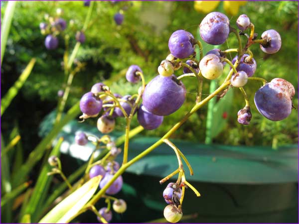 fruits de la " danièla "