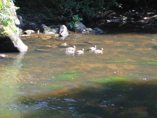 nos amis les canards