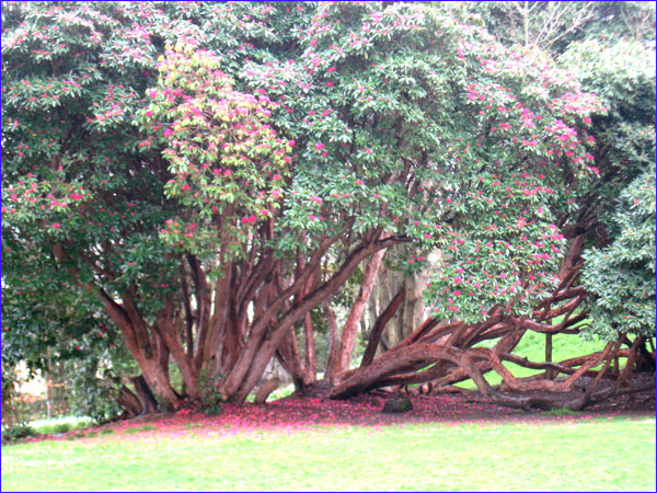 rhododendrons immenses