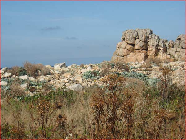 rochers et sa flore 