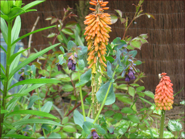 tritoma orange ou kniphophia