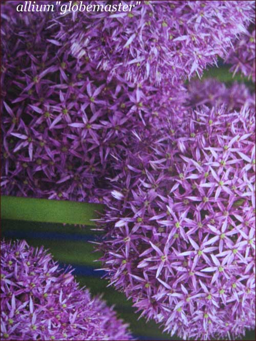 allium geant " globemaster"