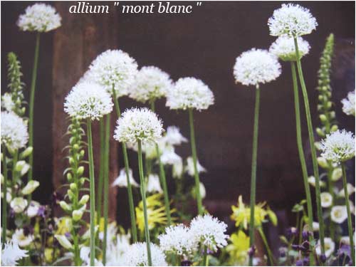 allium " mont-blanc"