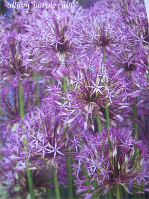 allium " purple-rain"