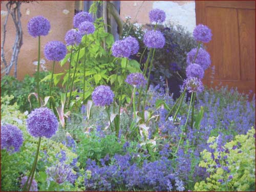 alliums" gigantéums"