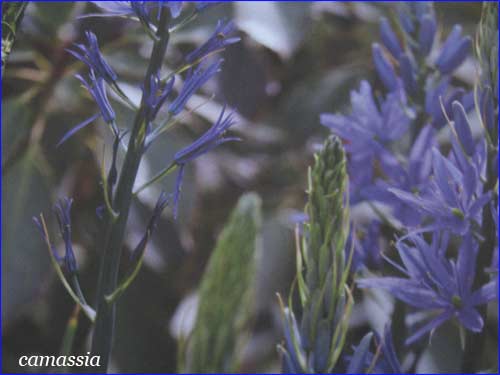 camassia " leichtlinii "