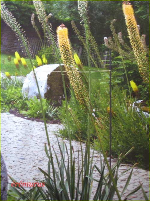 eremurus jaune