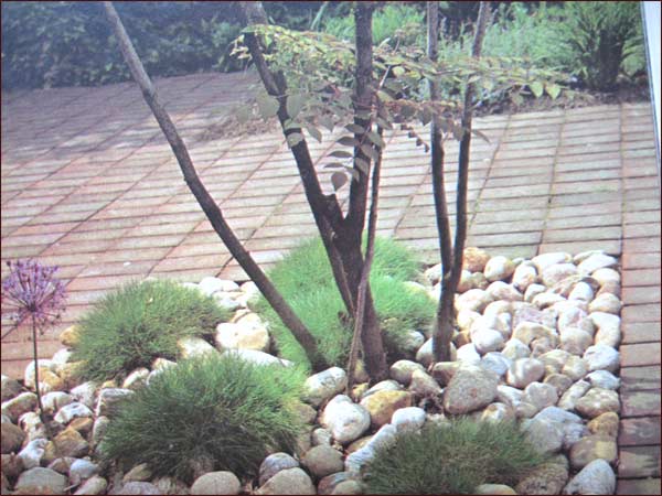 boules de santolines