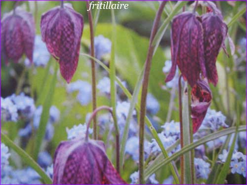 fritillaire ( bulbe )