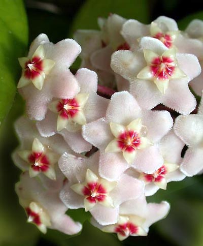 fleurs de l'hoya carnosa