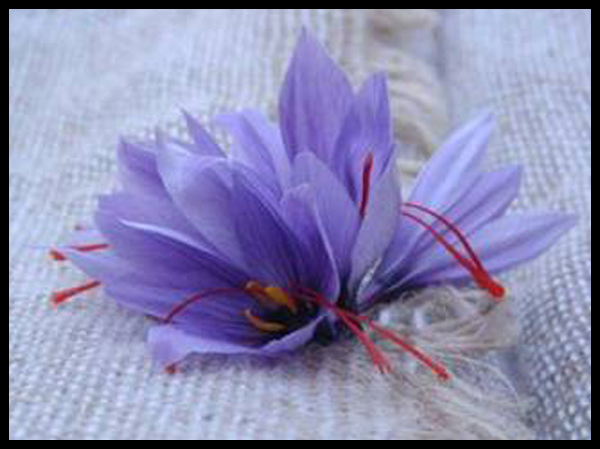 crocus sativus 
