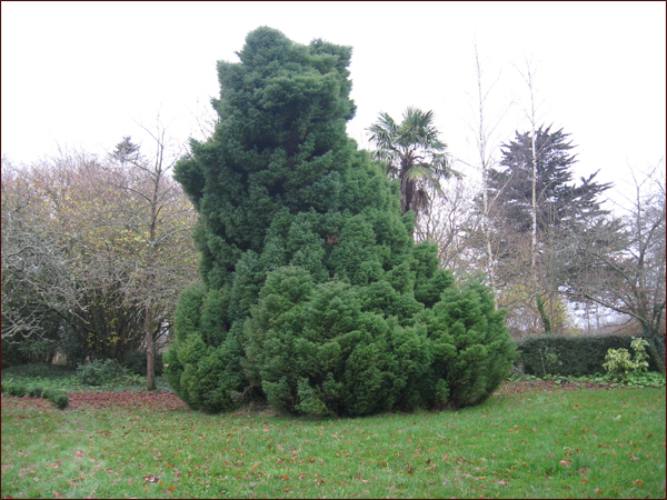 cryptomeria-japonica