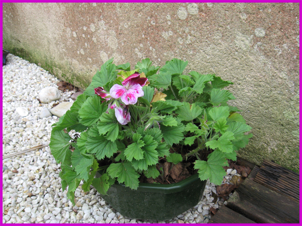 mon pelargonium