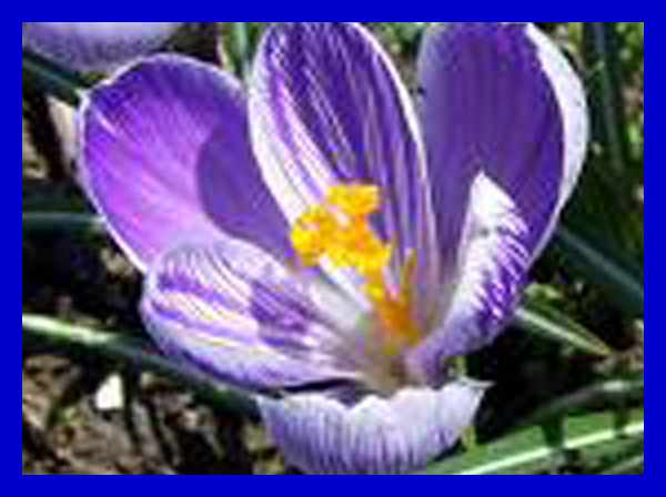 crocus sativus