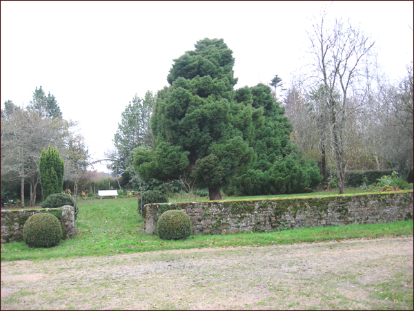 cryptomeria japonica