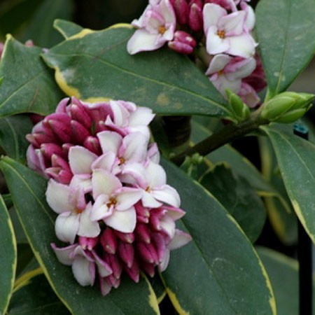 daphne-odora-aureomarginata