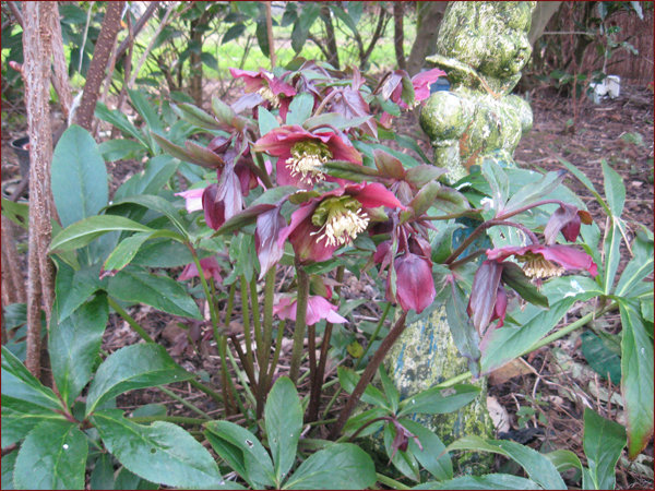 hellebore1