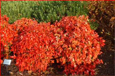 nandina-domestica-firepower