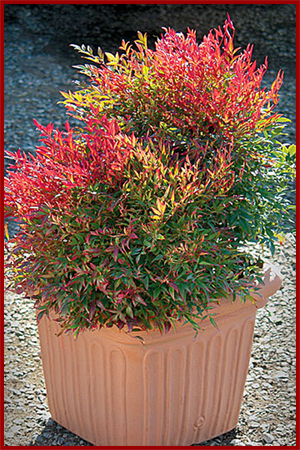 nandina-domestica-monfat