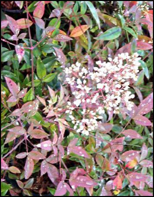 nandina-domestica