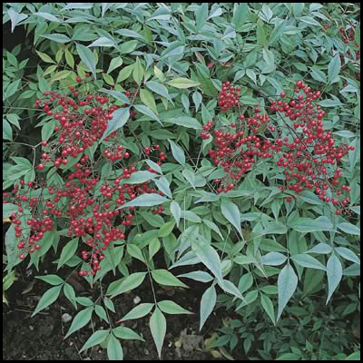 nandina-domestica